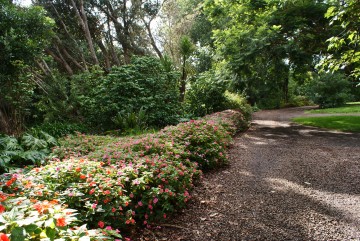 Busy Lizzies grown as perennials