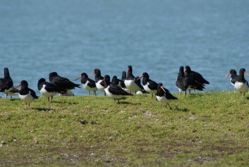 Oystercatchers at Shelly Beach
