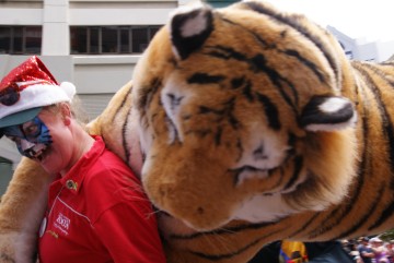 Tiger escapes from the zoo