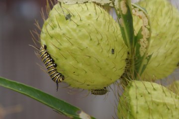 monarch butterfly caterpillars on a swan plant
